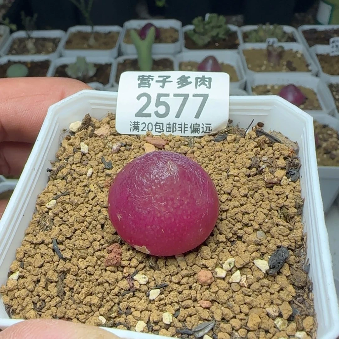 灯泡2.4带盆土。