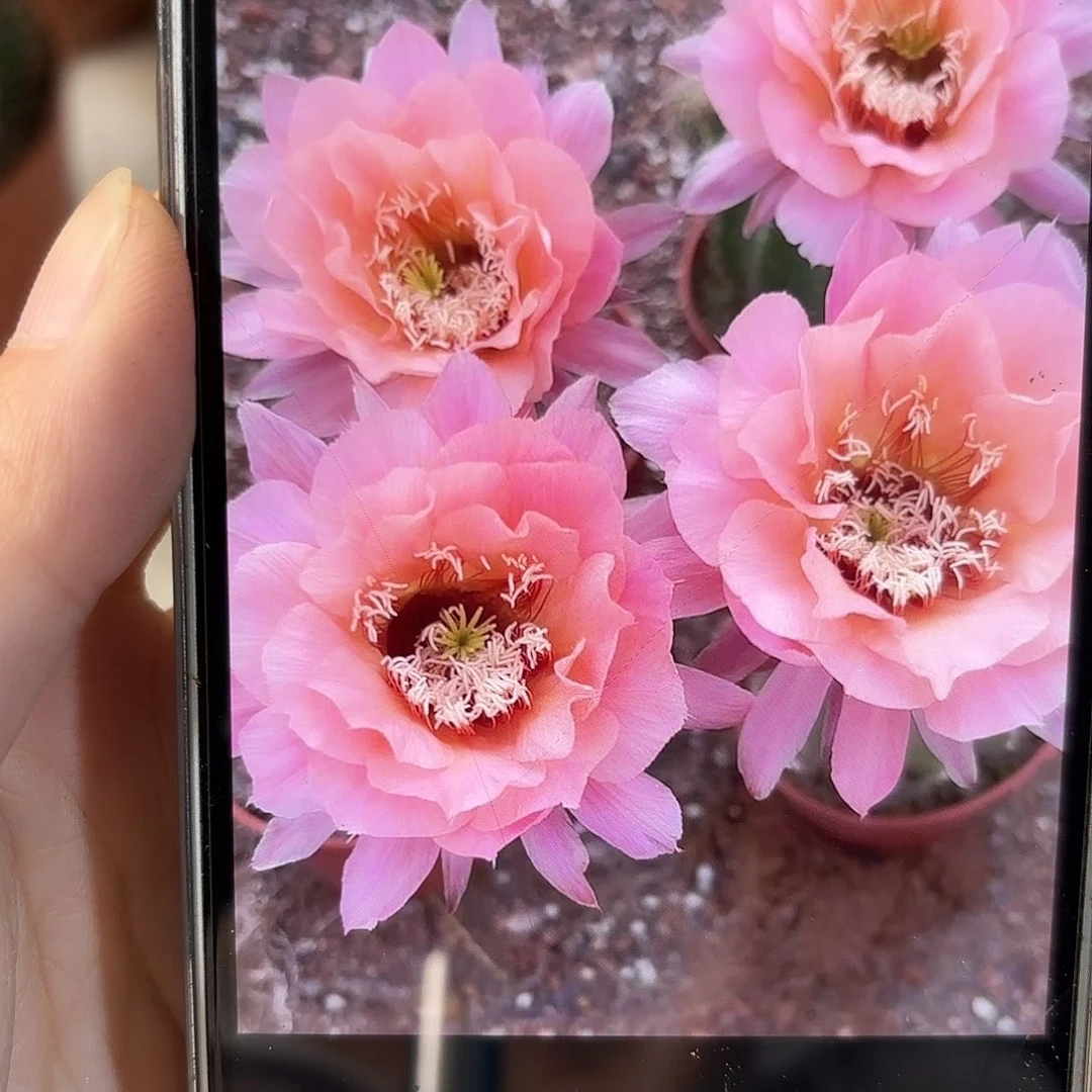 彩草茶粉香宾7公分有瑕脱土