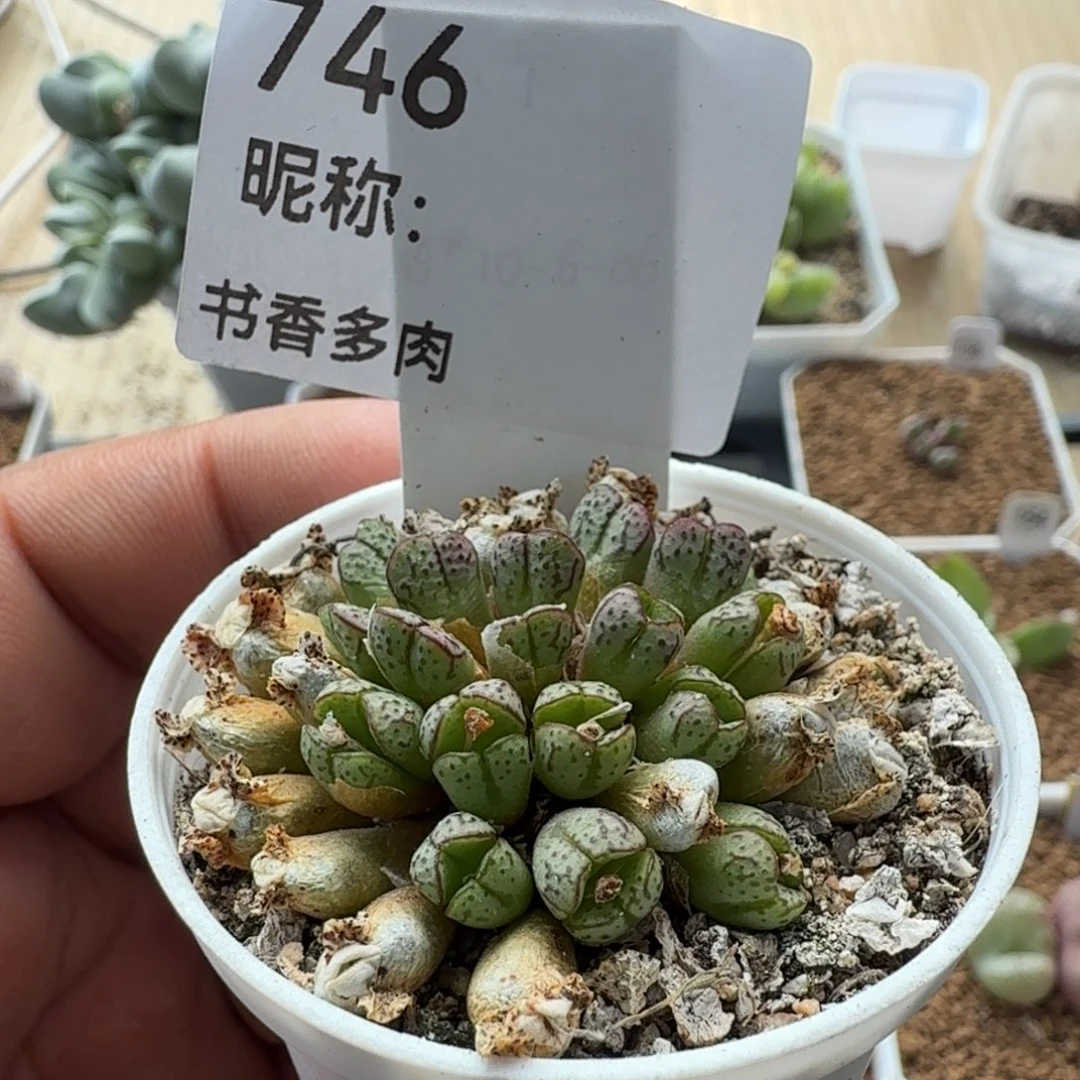 多肉植物多肉植物多肉植物