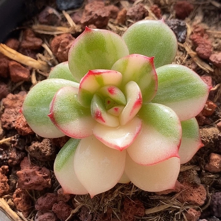 索***h三文鱼锦多肉植物