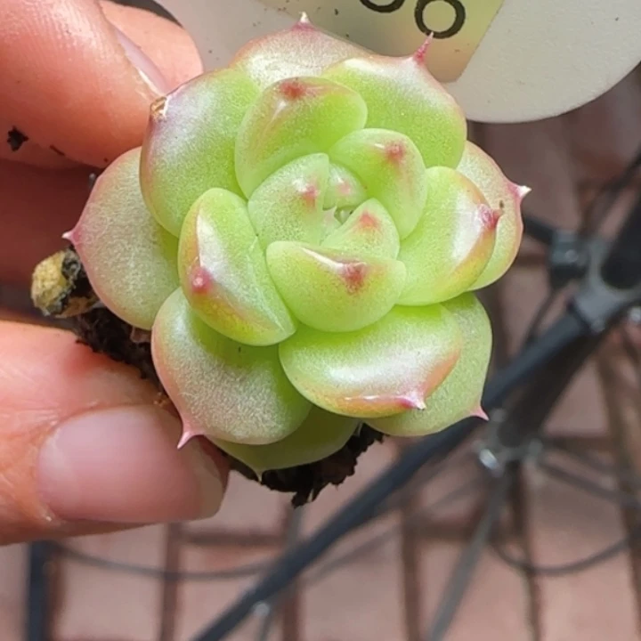 586号  捡漏油麦秆