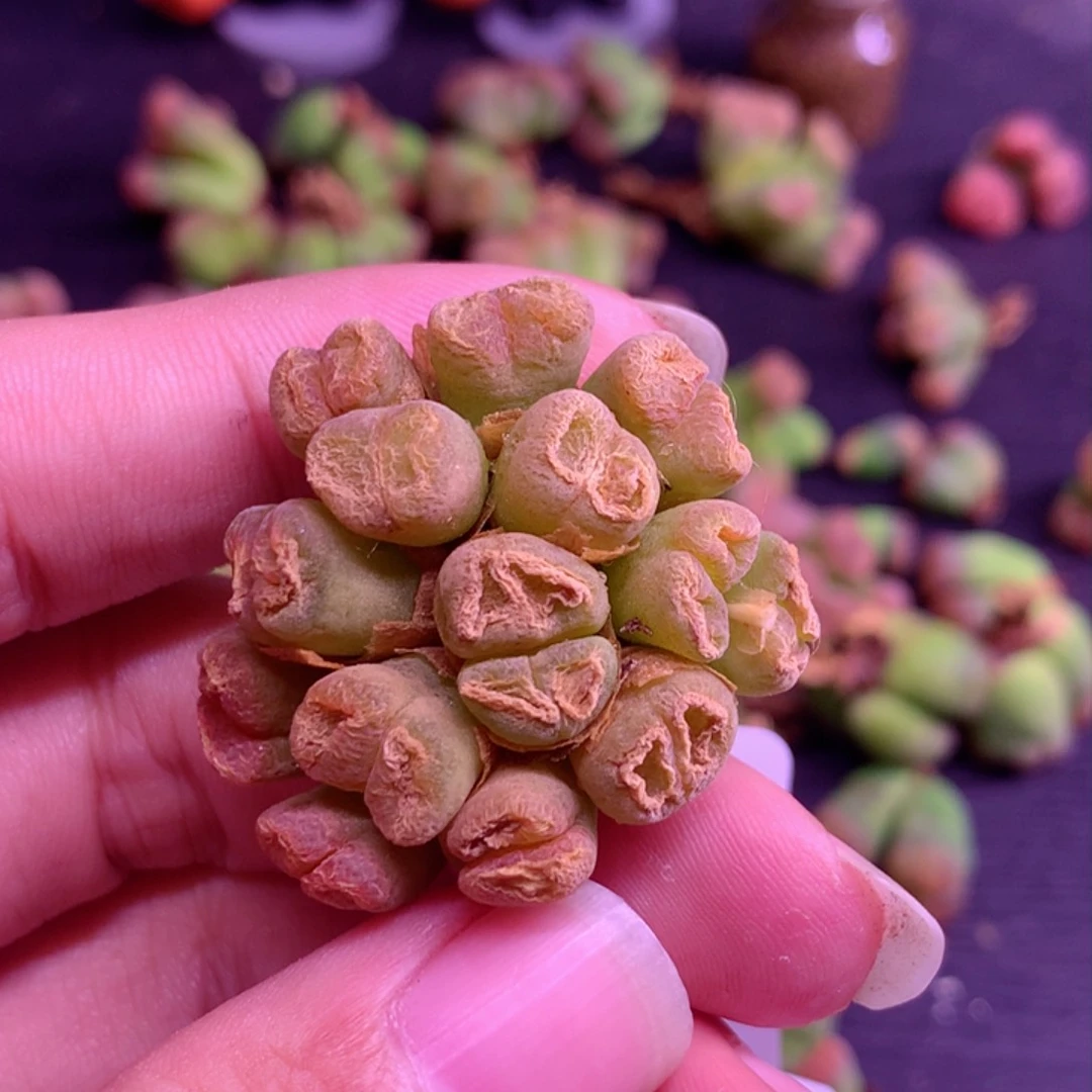 B797风铃植物一物一拍