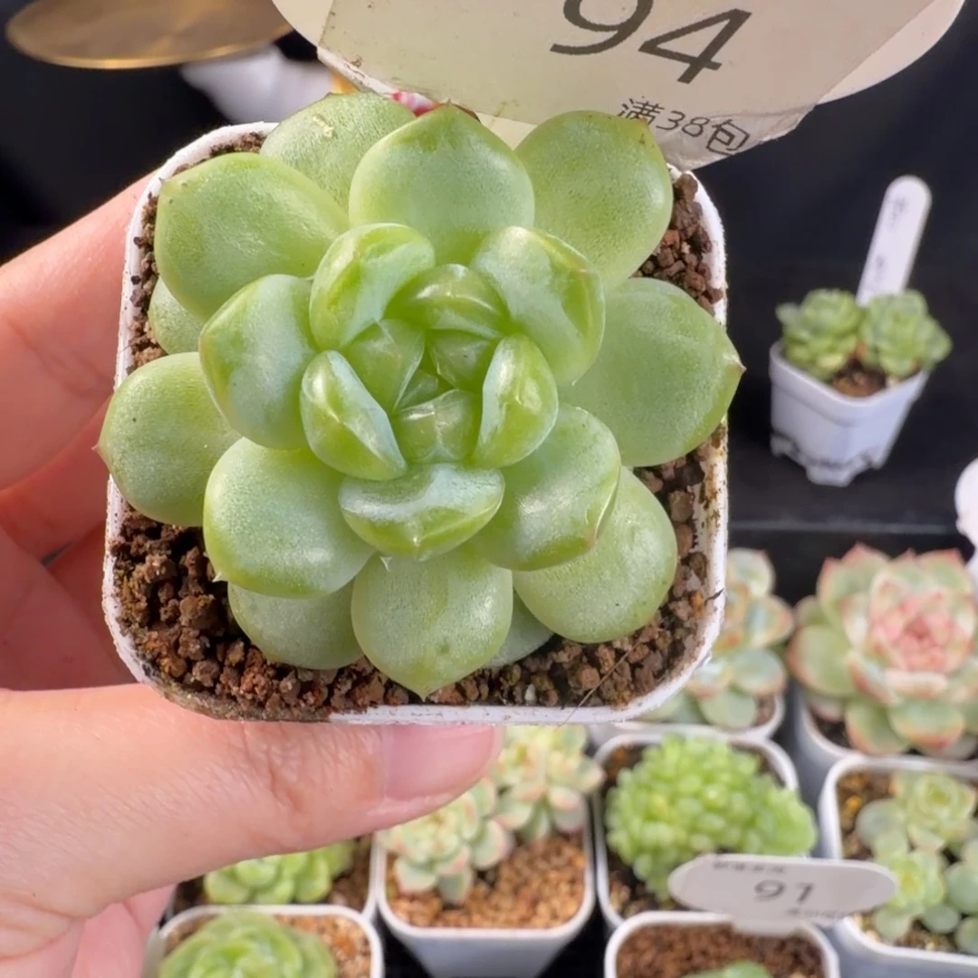 瑶瑶冰心大单头94号