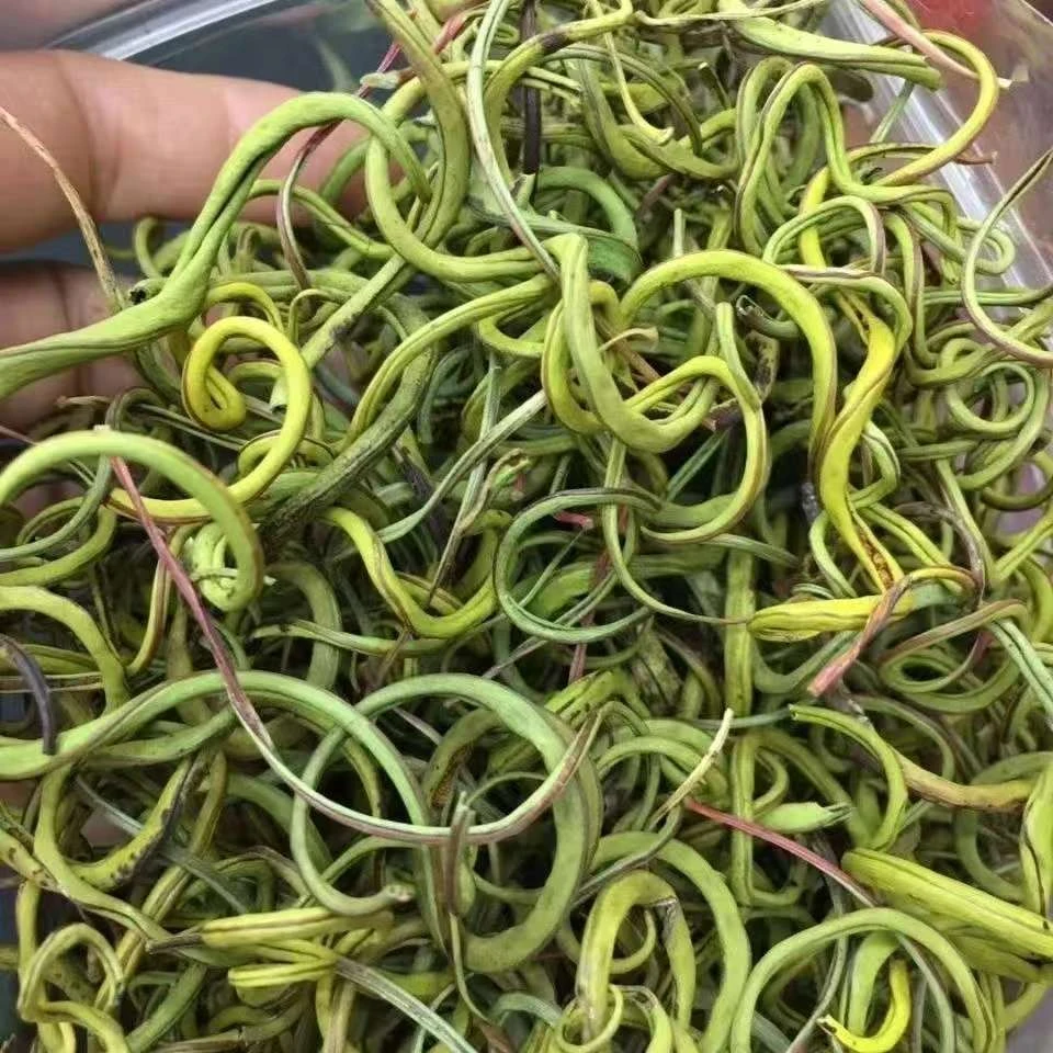 正宗长白茶天然黄金草嗷嗷叫泡水五宝草