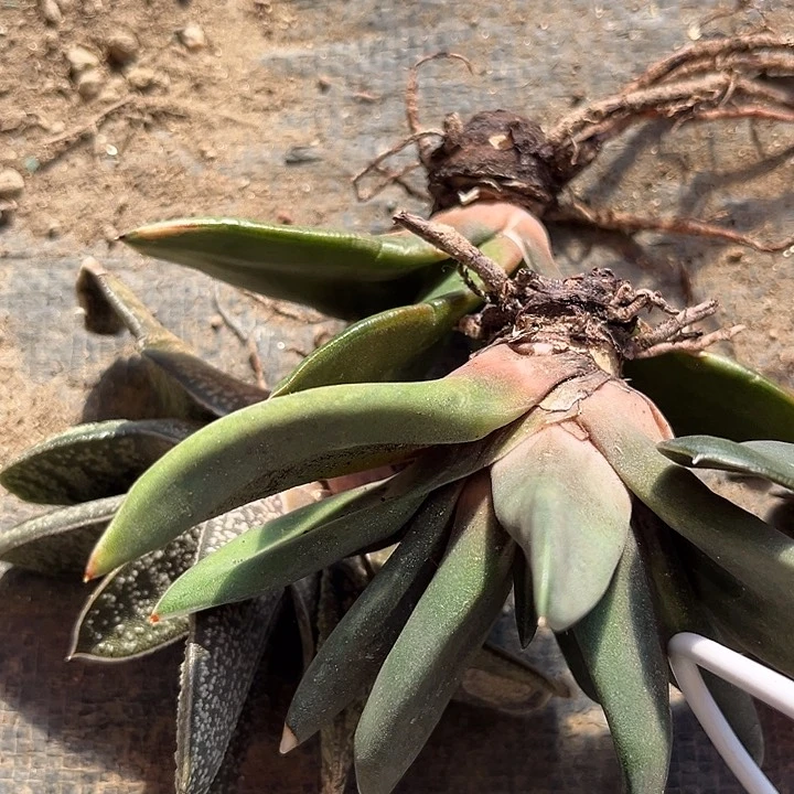 蛤****懂脱土发货111111111111