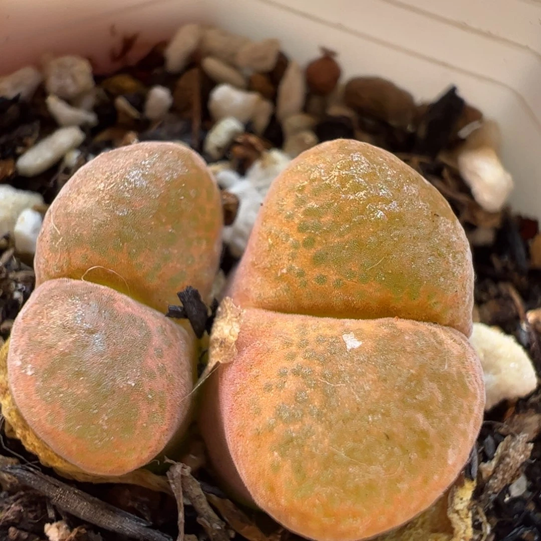 风铃多肉植物百科39