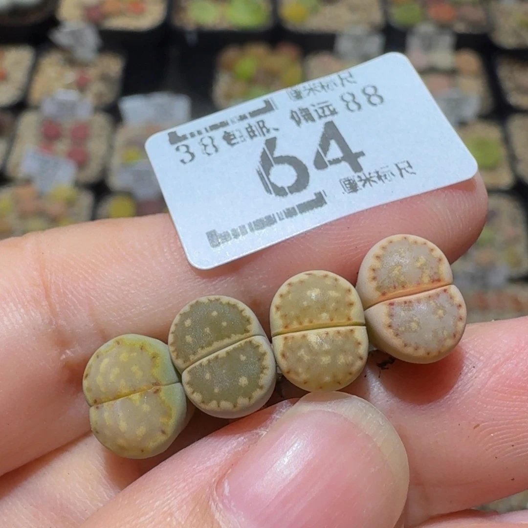 ？***Sssss精品生石花64