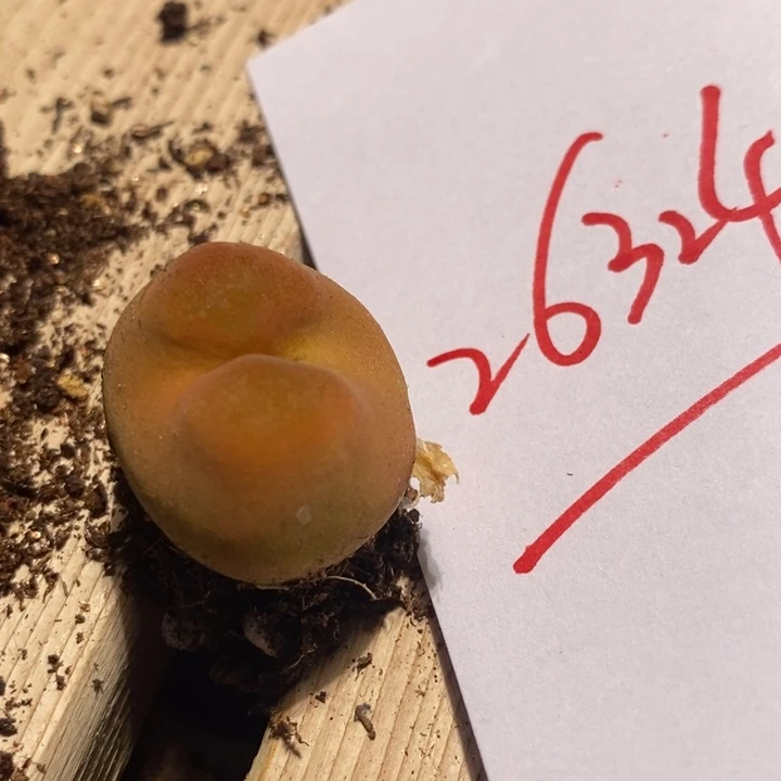 26324一个一个一个