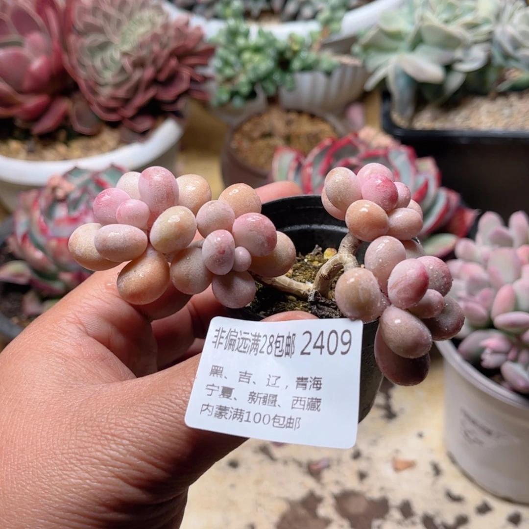 【闪购商品】2409桃蛋