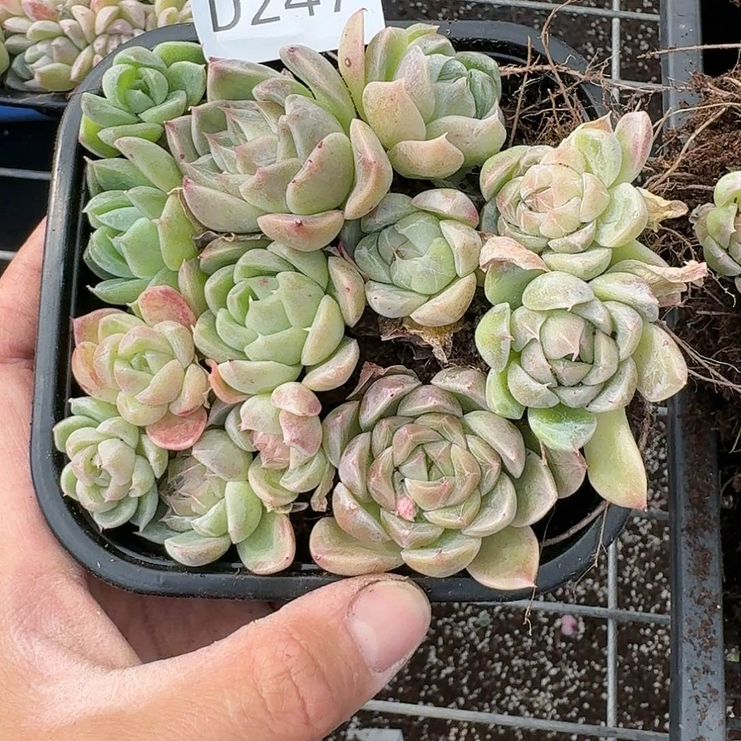 杂交新品珍妮多肉247