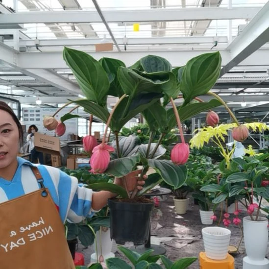 开***好完全开放8花苞玫红