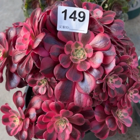 149美杜莎23厘米左右有修枝