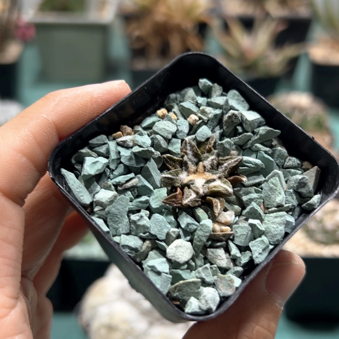 实生黑 带盆发货 多肉植物