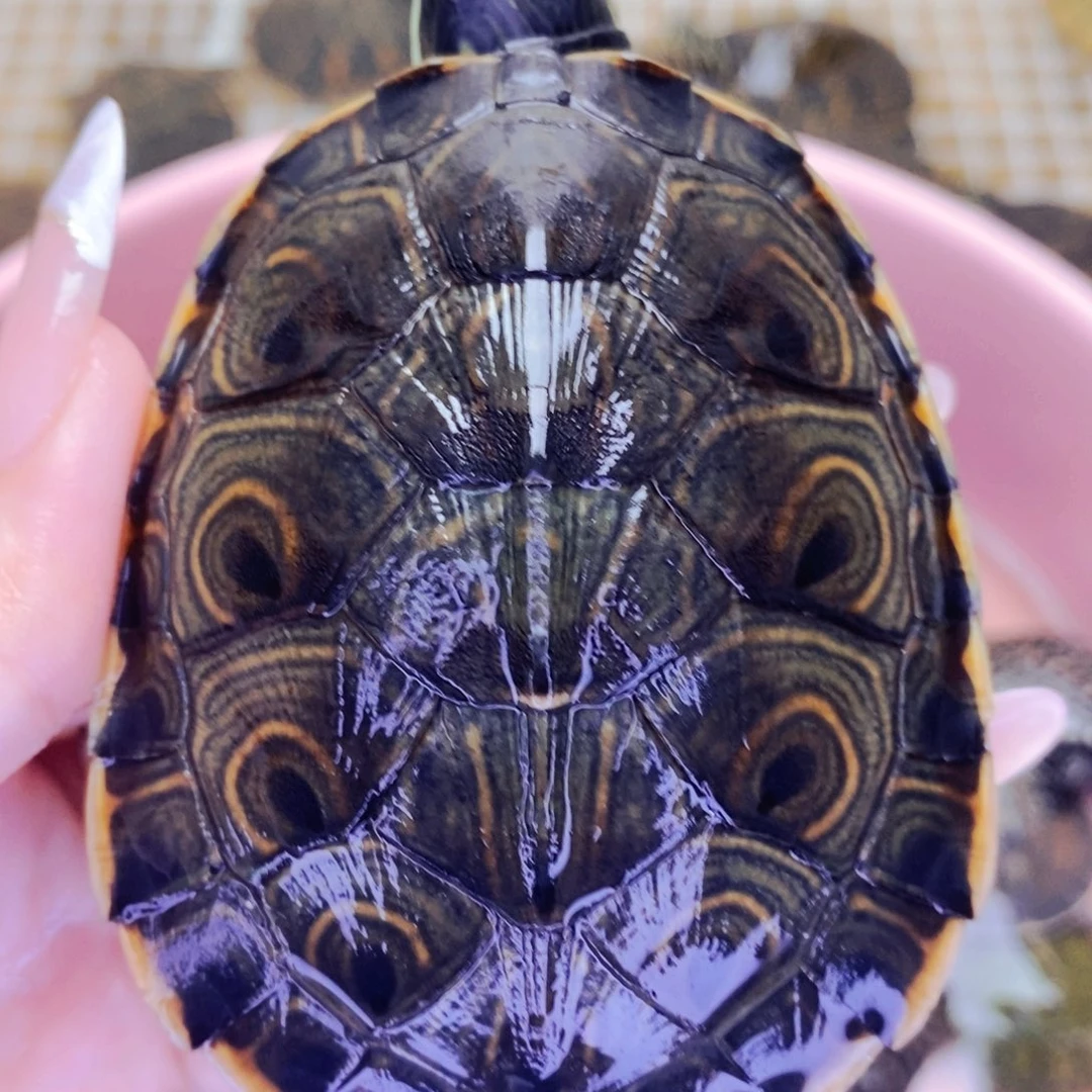 母宠物龟7.4大河母