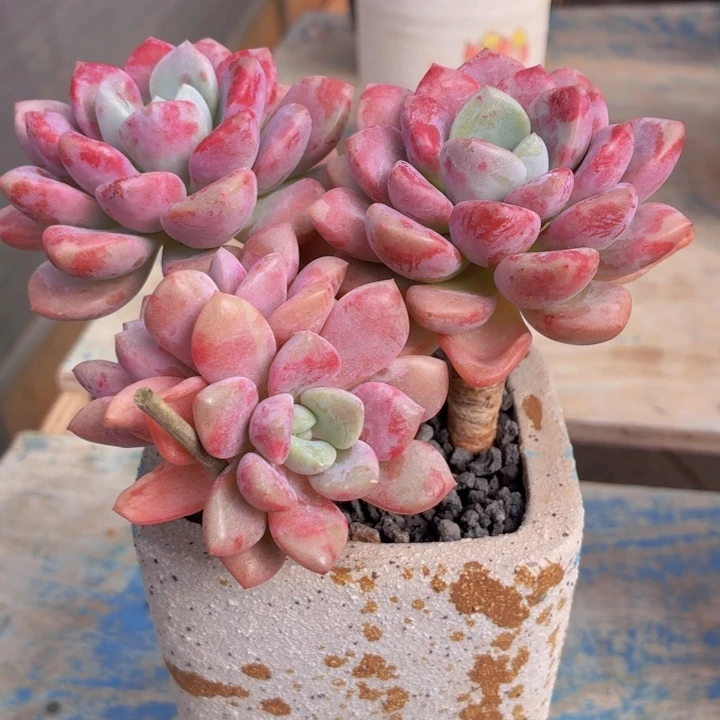 玫瑰型多肉花斑鹿-4