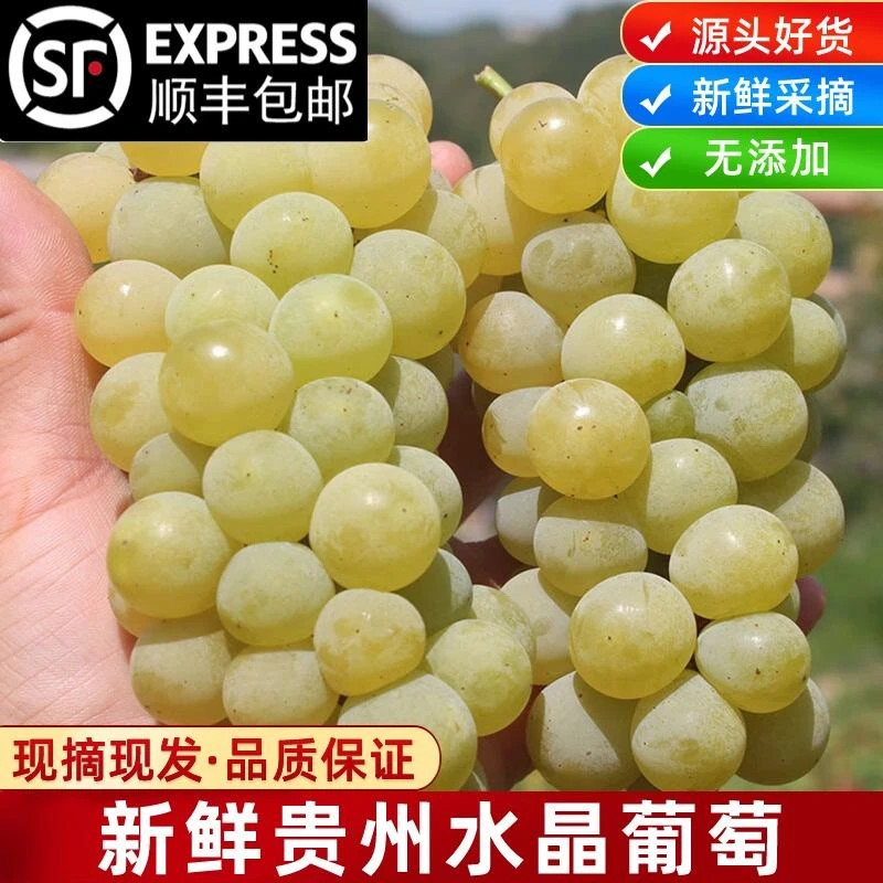 贵州特产现摘新鲜当季水果水晶葡萄鲜果青绿酸甜多汁葡萄顺丰包邮