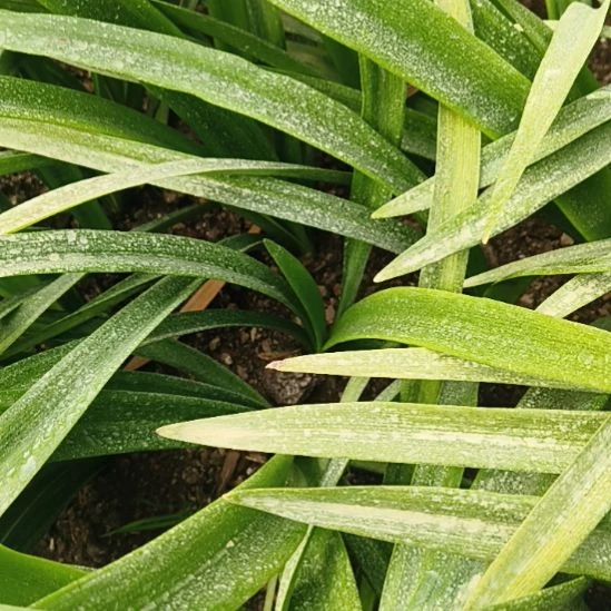 完全开放群芳谱3+