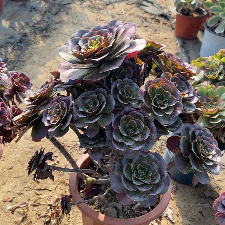 王***-魅金玫瑰48多肉植物法师法师