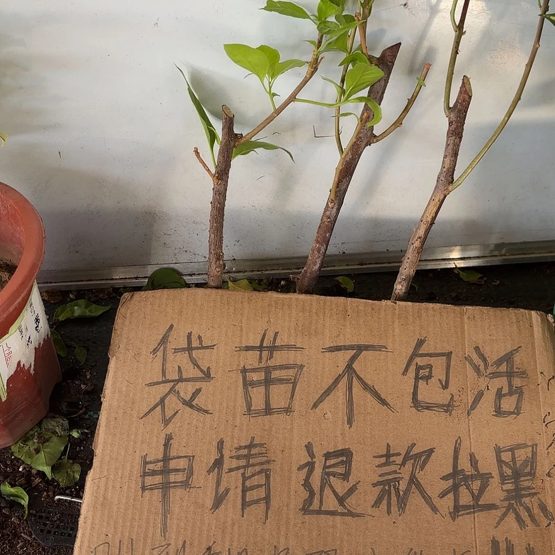 青***草当前无花栽培后可以开花袋苗盲盒三颗
