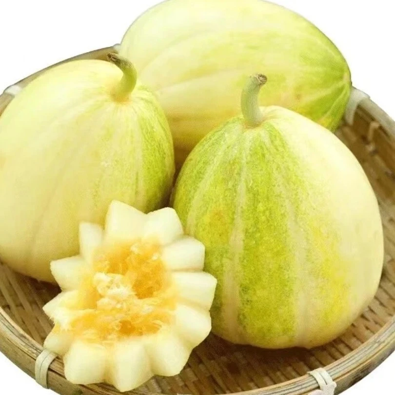 巴盟香瓜净重10斤左右