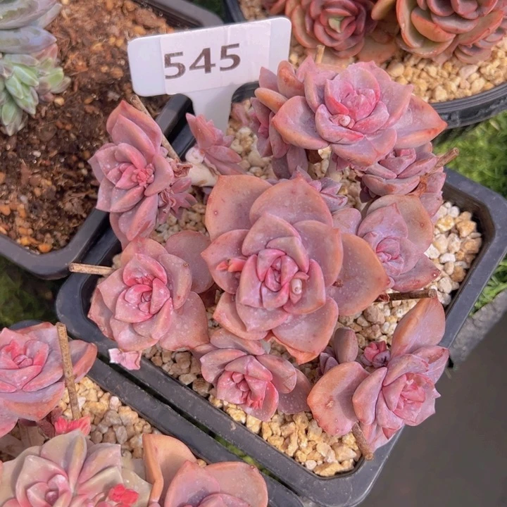 健健康康平平安安