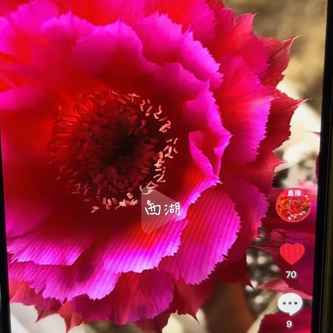 热加彩侧牙20包邮7