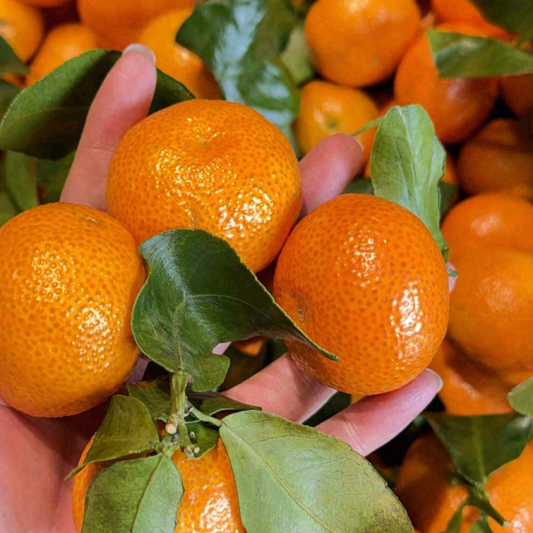 金秋砂糖橘2斤广西壮族自治区