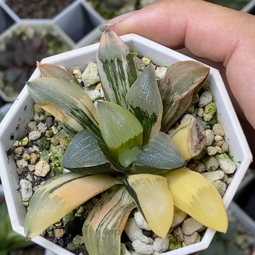 特价克锦一物一拍