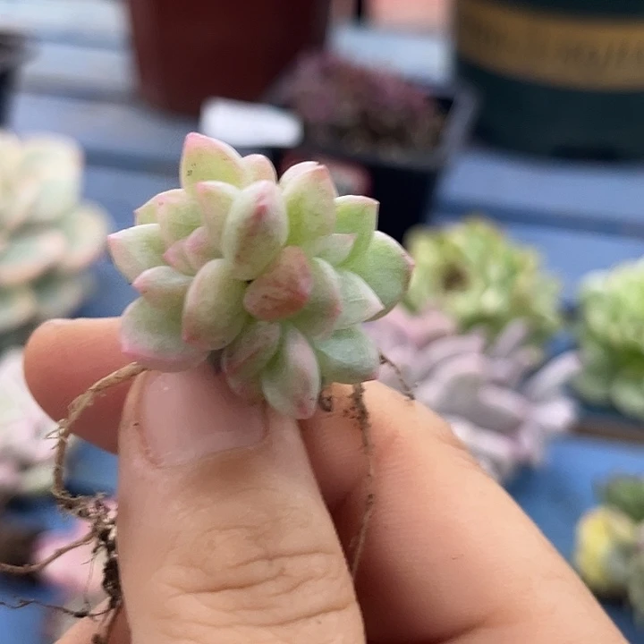 2227冰月亮锦炸多肉植物