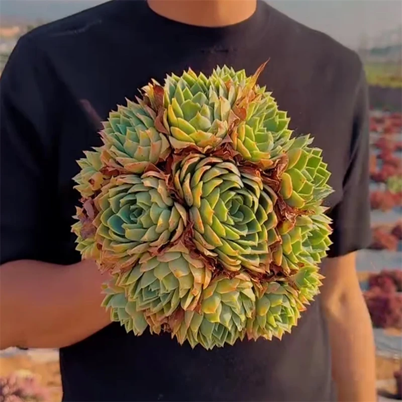 零花钱多肉 地栽三色堇群生   公园   多肉植物