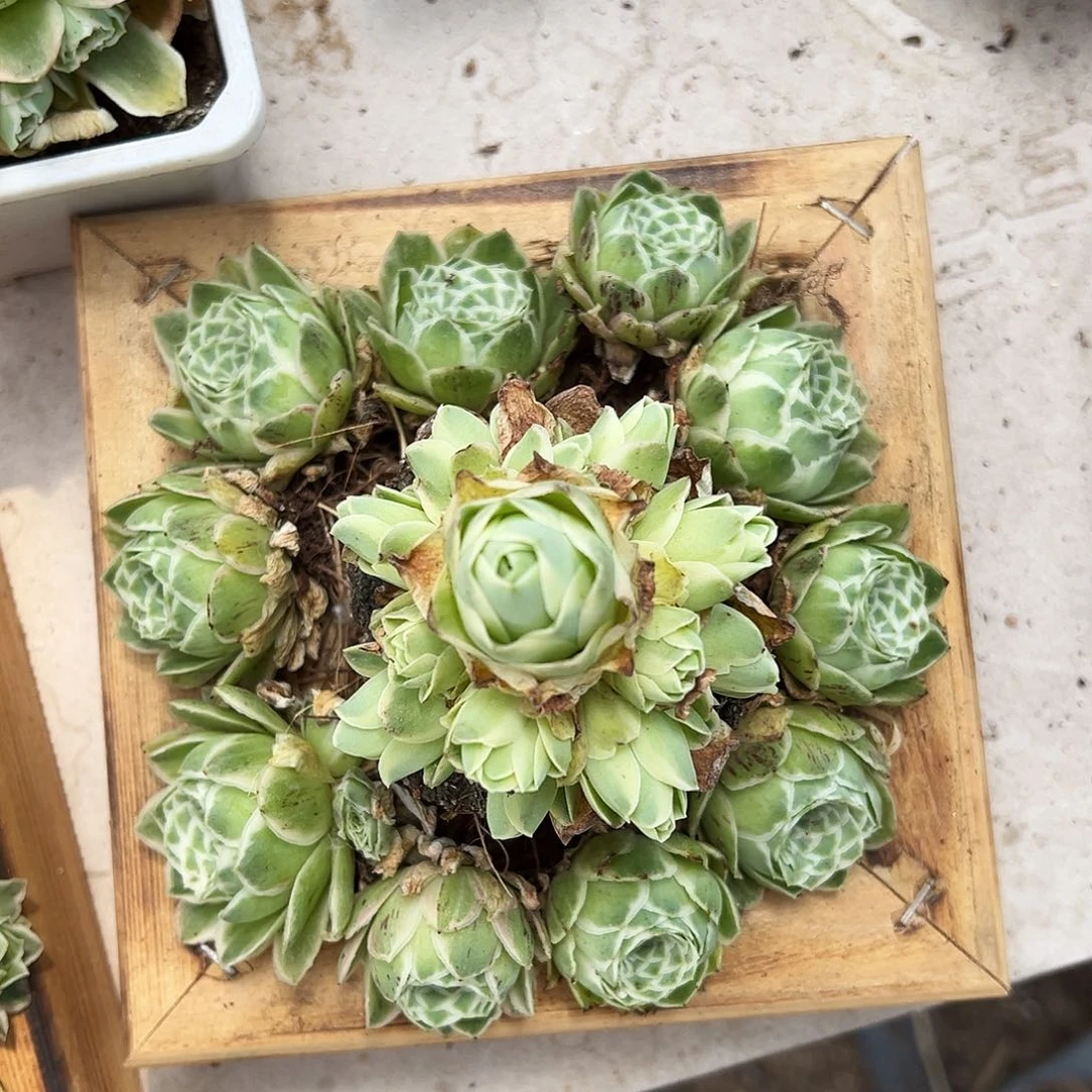 山地玫瑰锦秋夕5月10日194号