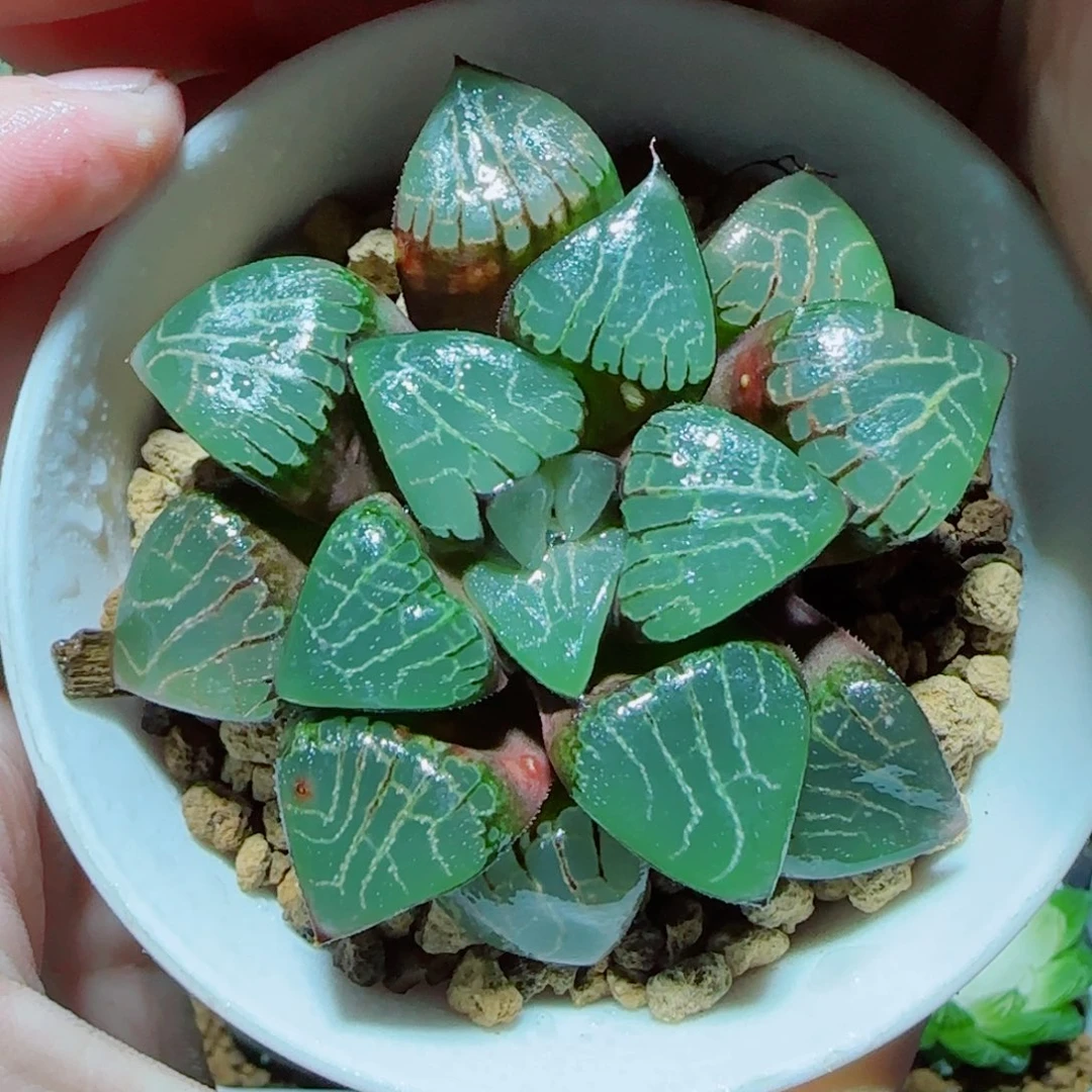 爱神克多肉植物