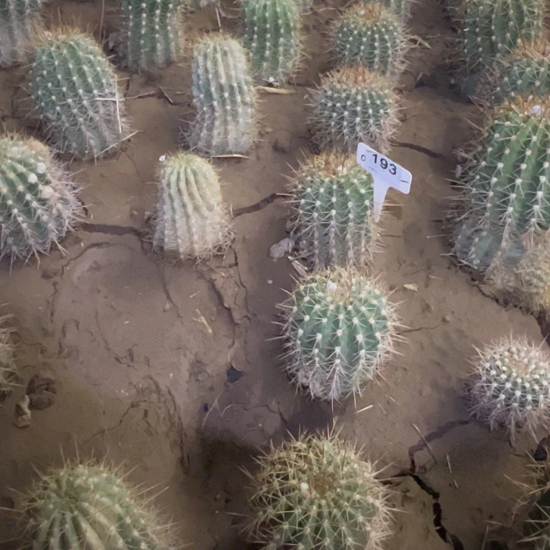 墨**漪毛花柱 双色恋人 193