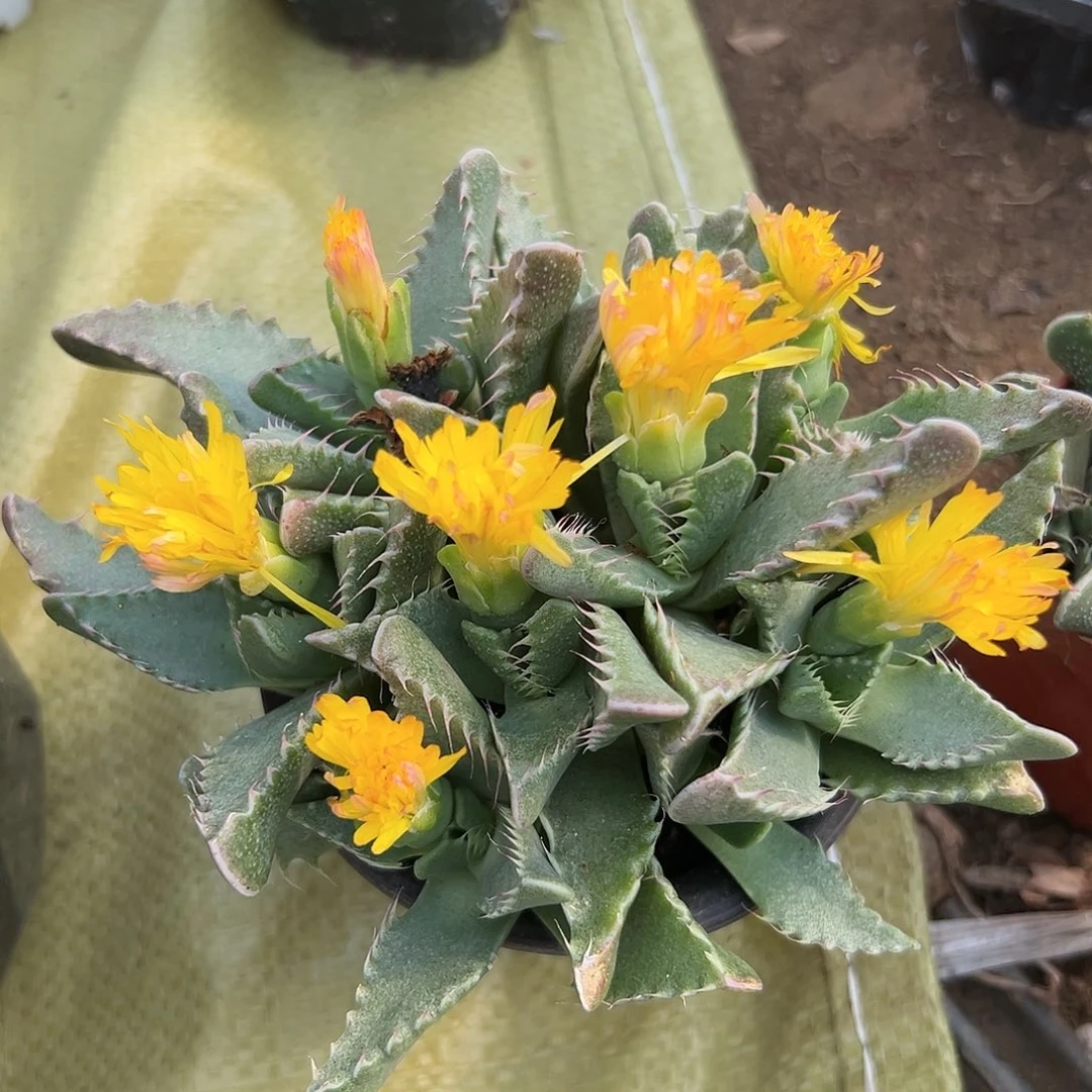 多肉植物怒涛开花