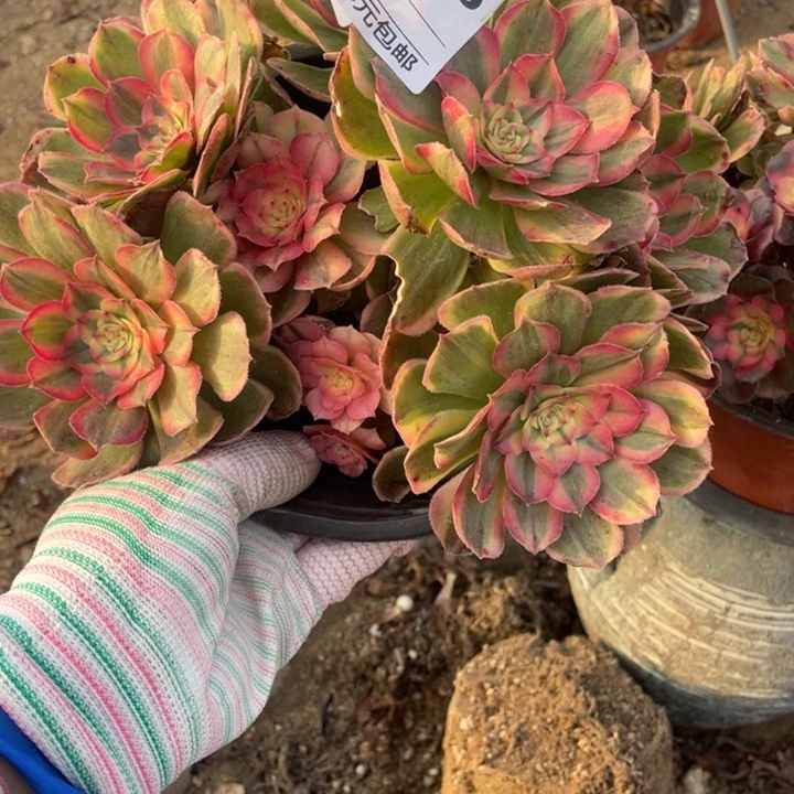 多肉植物海神法师036