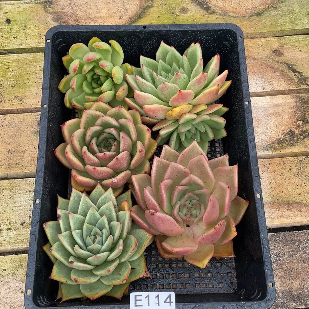 若如东云多肉组拍114