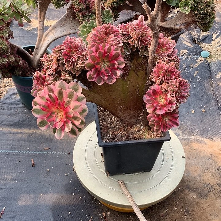 倾城缀脱土发货啊