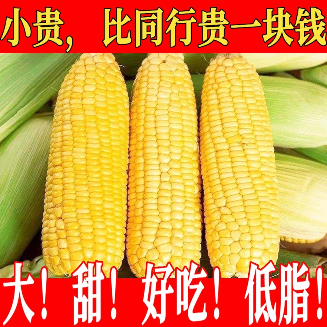 【爆甜太阳花水果玉米】广东新鲜超脆甜多汁早餐代餐老少皆宜大根