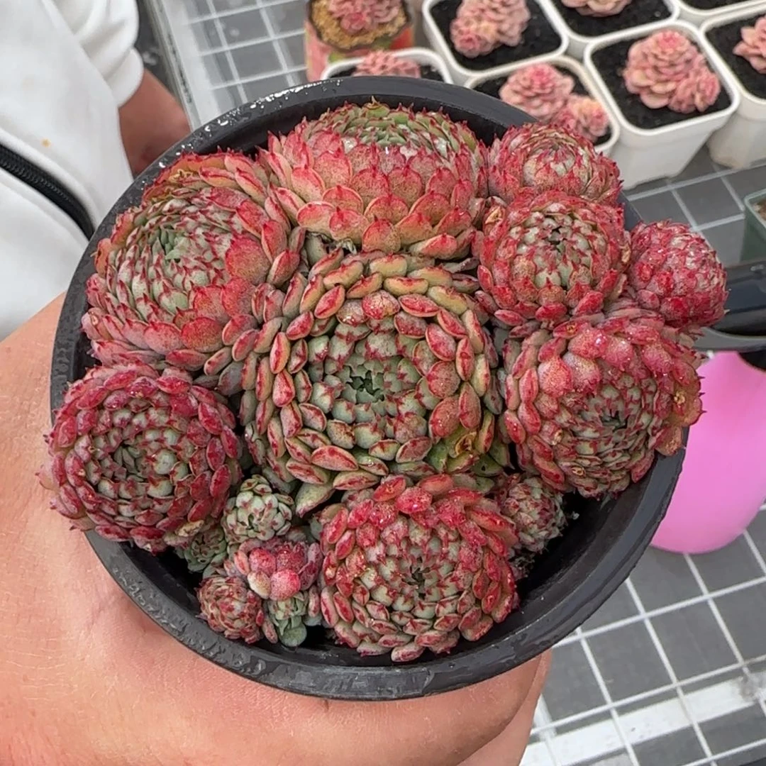 从前慢甄选多肉编号小红船