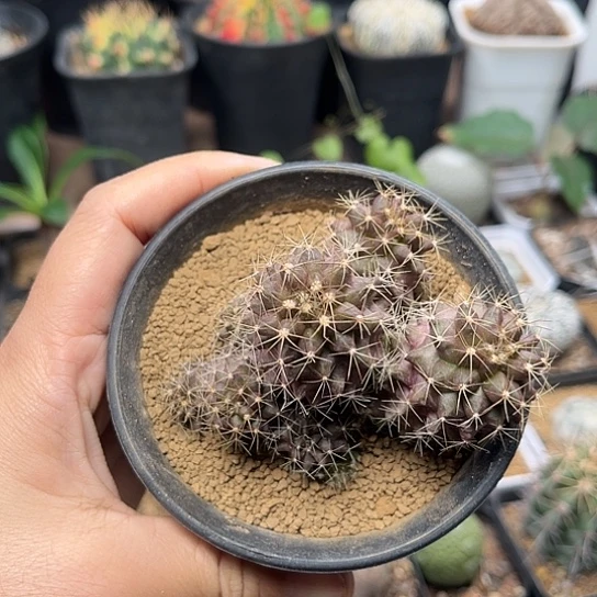 无花朵龙爪球母本群8cm