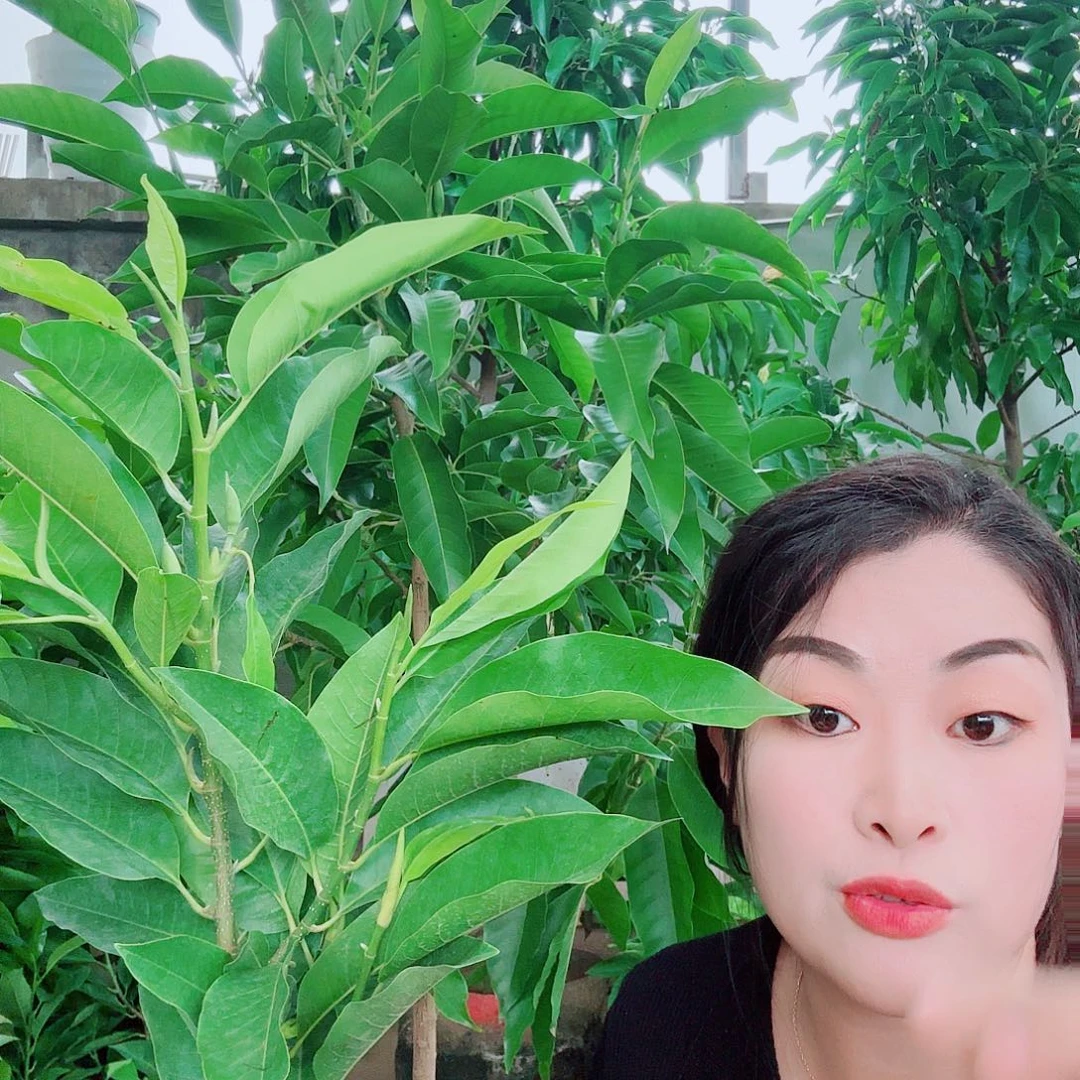 无花朵白兰111111