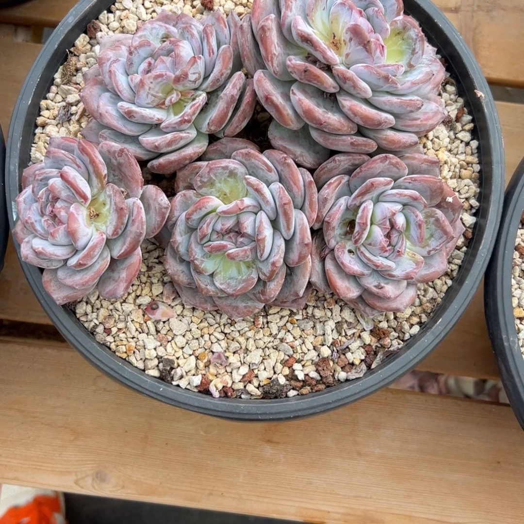 睿睿石榴籽多肉植物