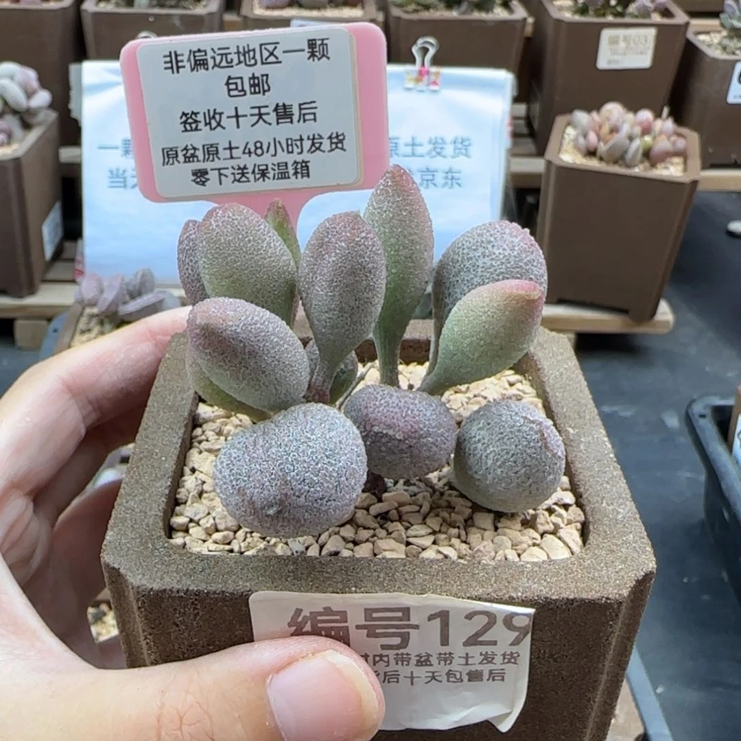 ?****叽129冰晶库布多肉
