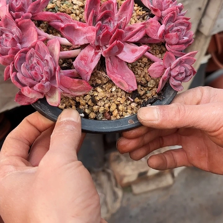 夢***想迷雾泡泡群生飘枝孤品