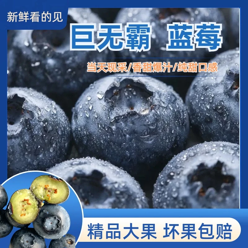 Y【基地直采蓝莓】DS2蓝莓鲜果当天采摘花香品种花青素水果100g/盒