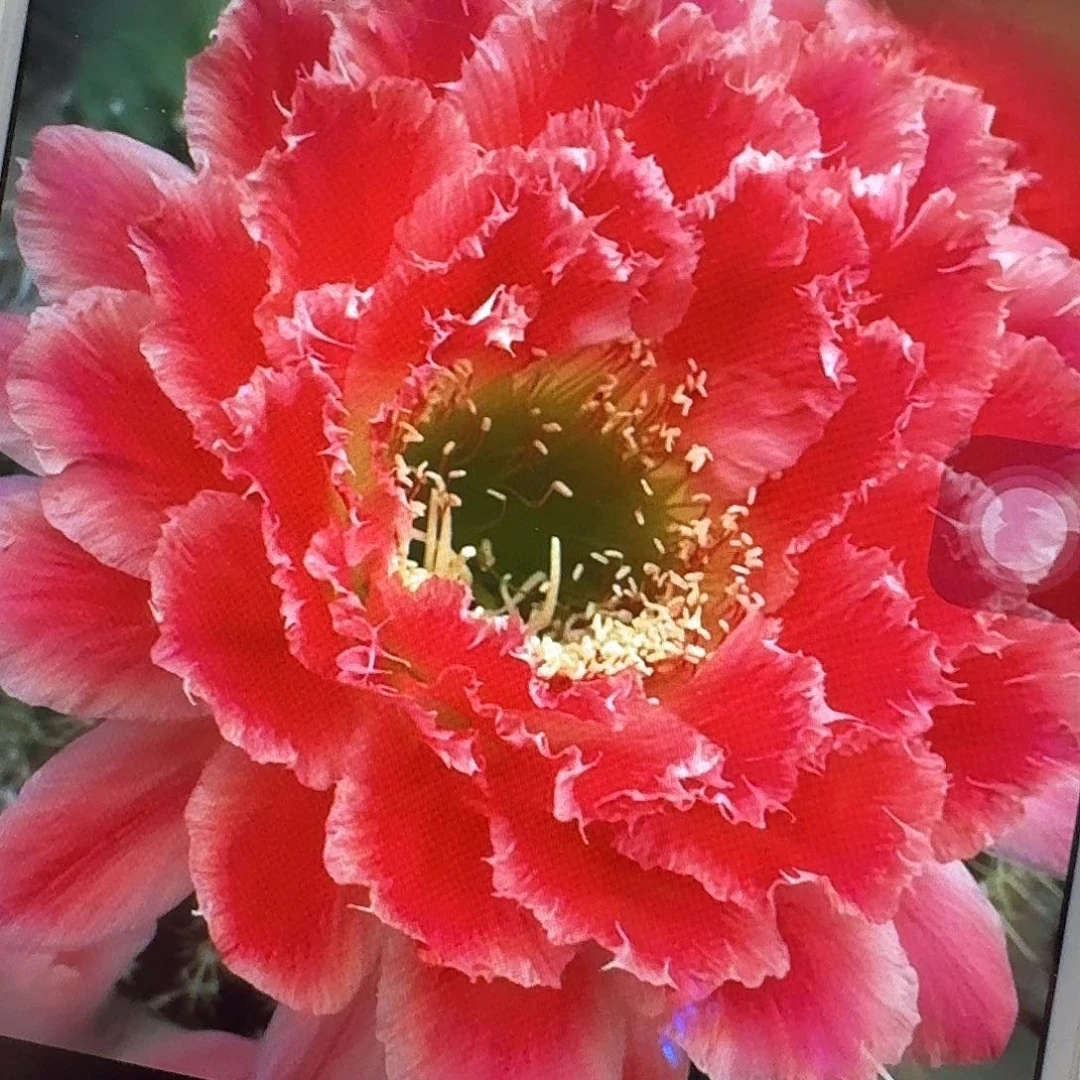 蒙娜丽莎根5公分毛花柱