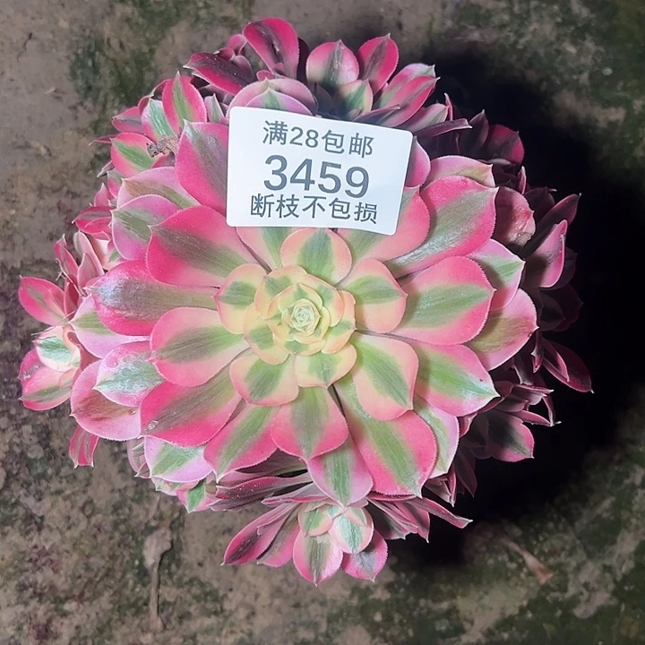 3459红女巫多肉植物