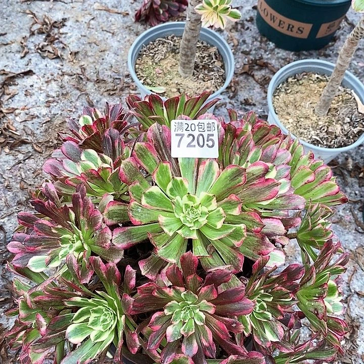 7205 一颗同花顺法师
