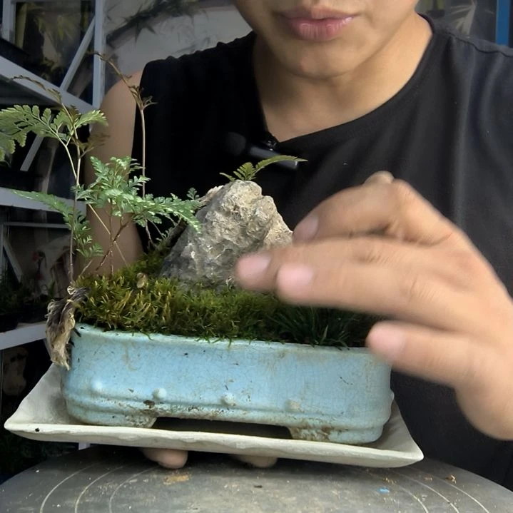 六****:中青园艺一物一拍280