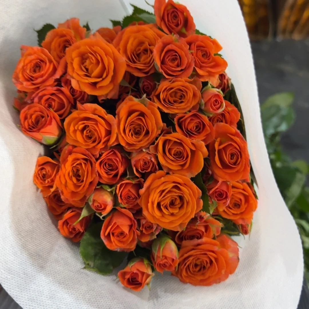 完全开放芭比5扎包邮秒杀